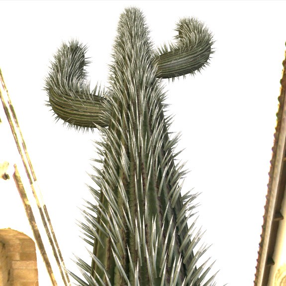 cactus preview image 2